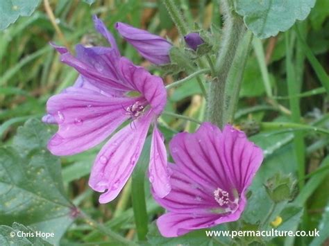 The common mallow (Malva sylvestris) has a range of medicinal and food ...