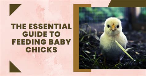 The Essential Guide to Feeding Baby Chicks | BackYard Chickens - Learn ...