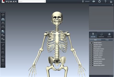 The BioDigital Human: A 3D Virtual Anatomy Atlas | Live Science