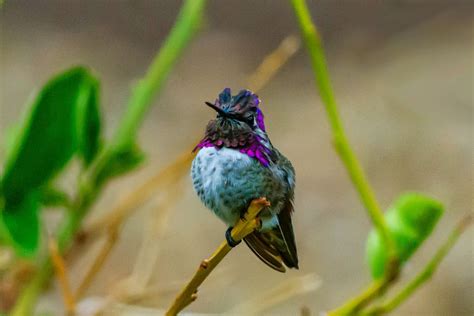 11 Hummingbirds in Florida with Pictures & Sounds | BirdJoy