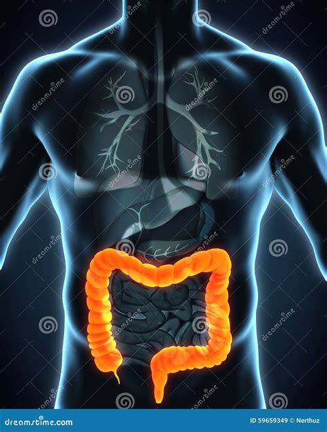 The Colon Anatomy Royalty-Free Illustration | CartoonDealer.com #141754122