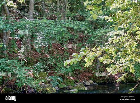 River flowing through the forest Stock Photo - Alamy