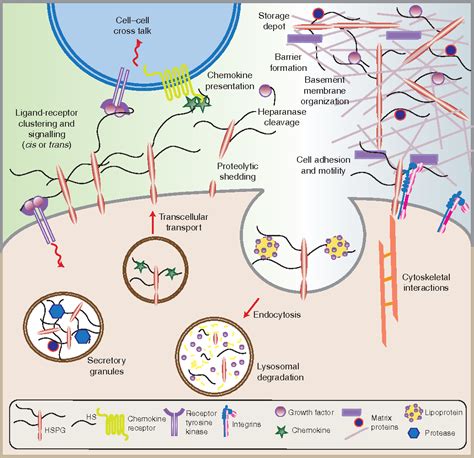 Figure 1 from Heparan sulfate proteoglycans. | Semantic Scholar