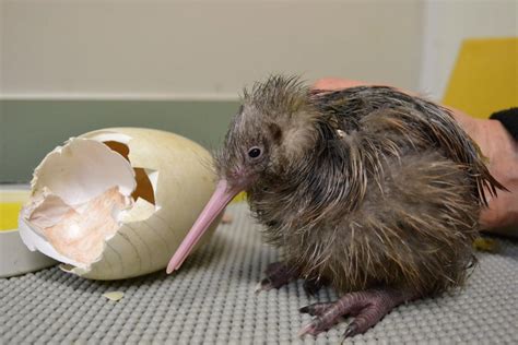 Newly hatched Kiwi chick (Auckland Zoo, New Zealand) : aww