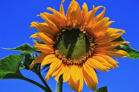 Full Sunflower Free Stock Photo - Public Domain Pictures