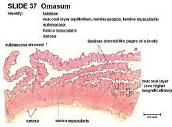 Omasum - Anatomy & Physiology - WikiVet English