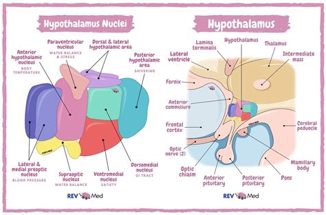 Hypothalamus Anatomy