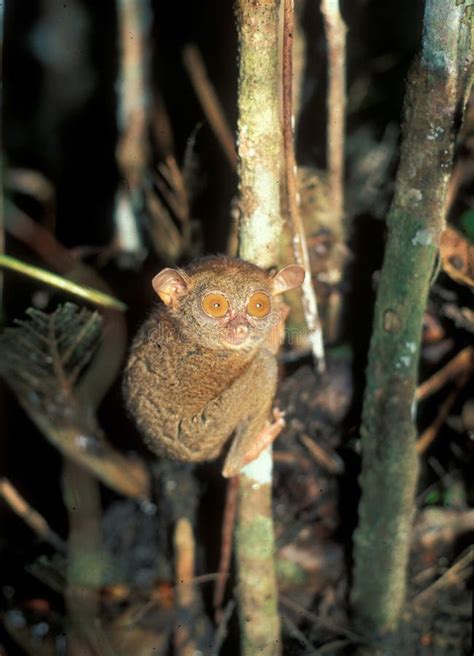 Tarsier: World Smallest Monkey in Sabah on Borneo Island Stock Photo ...