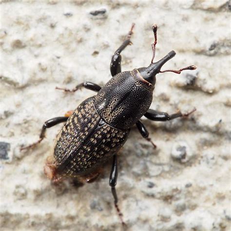 Black Snout Beetle (with a few mites) - Sphenophorus cicatristriatus ...