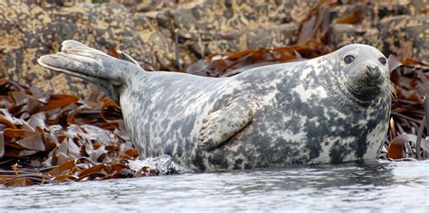 Rare grey seals on Farne Islands counted using drones | Curious Times