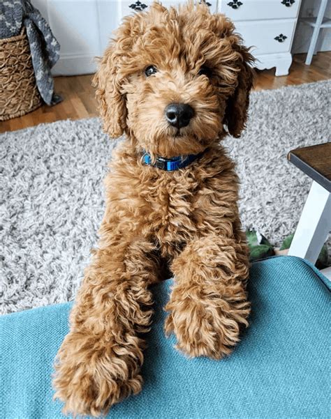 Miniature Goldendoodle: 11 Incredible Facts You Need to Know - PetDT