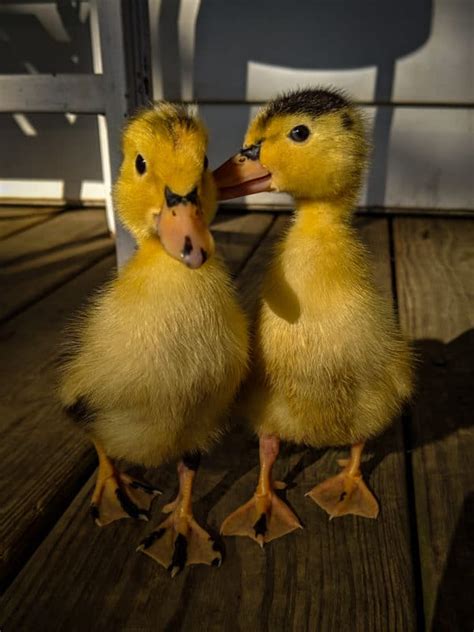 Magpie Ducks: Adorable Dual-Purpose Duck Breed