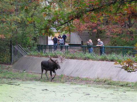 Minnesota Zoo 2010 - Moose - ZooChat