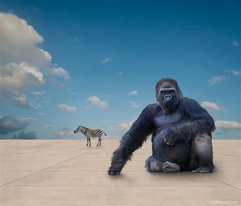 Gorilla, Zebra And Habitat Loss Environmental Photo | Gorilla, Animals wild, Zebras