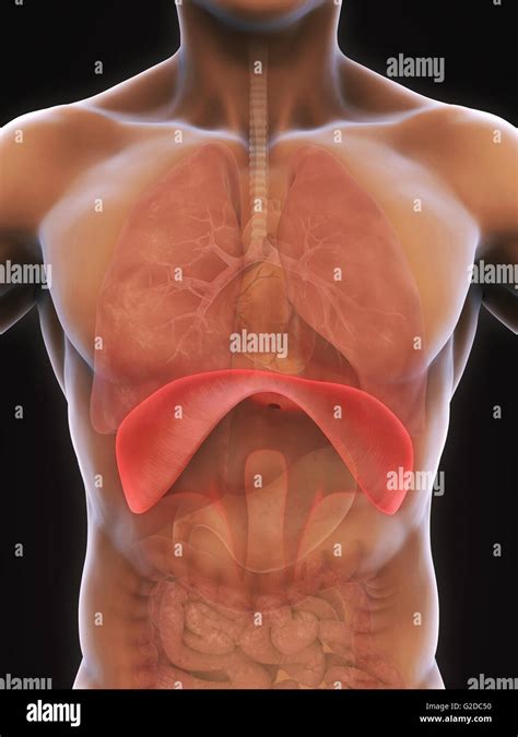 Human Diaphragm Anatomy Stock Photo - Alamy