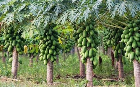 10 Varieties of Papaya in India | Different Types of Papaya Trees