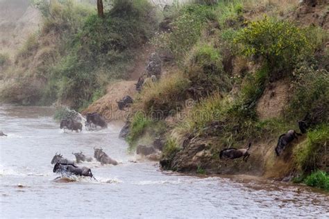 Start Crossing Wildebeest at Mara River. Kenya, Africa Stock Image ...