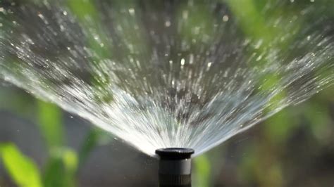 The Perfect Watering Schedule After Overseeding Your Lawn | TurfXpert