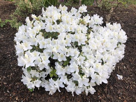 Japanese Azalea (Rhododendron 'Hino White Dwarf') in the Rhododendrons ...