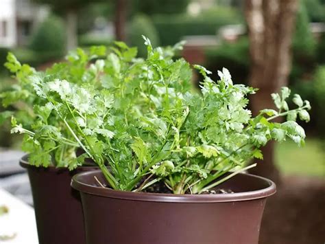 How to Grow Cilantro Indoors - Plant Instructions