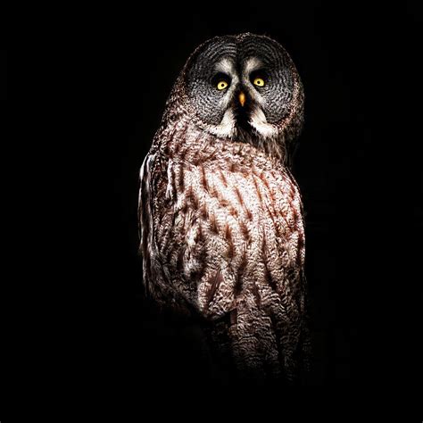 Owl In The Dark by Samantha Nicol Art Photography