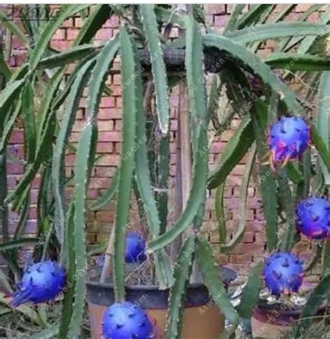 Original Blue Dragon Fruit Seeds Bonsai and 50 similar items