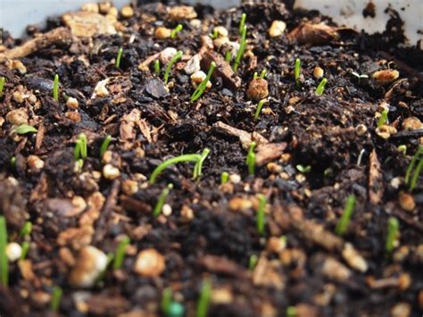 Green onion seeds gathered and now, sprouted – A Gardener's Notebook