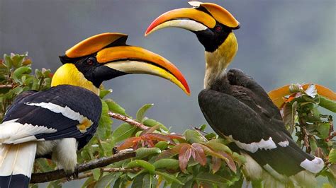 birding in murchison falls park - murchison falls park birding tours