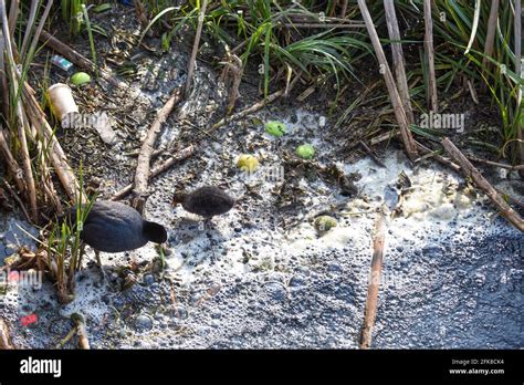 A baby bird struggles through polluted river water highlighting environmental water pollution ...