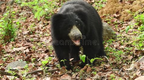 Closeup Shot of Sloth Bear or Melursus Ursinus with Eye Contact Feeding Termites Behavior an ...