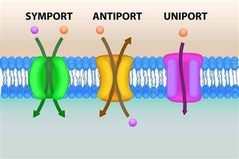 7 Different Types of Active Transport – PopOptiq