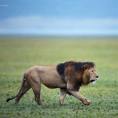 Male lion at Ngorongoro Crater; a dark maned warrior. : r/natureismetal