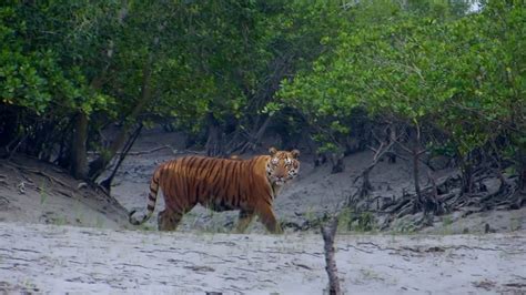 Feared, Loved, Worshipped: The Enigma of the Sundarbans Tiger - YouTube