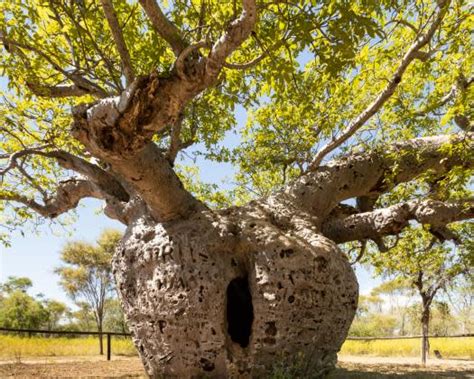 Boab Prison Tree | Australia's North West