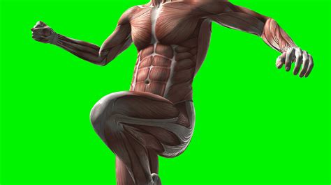 3d Human Muscular System Poster Sports Supports Mobil - vrogue.co