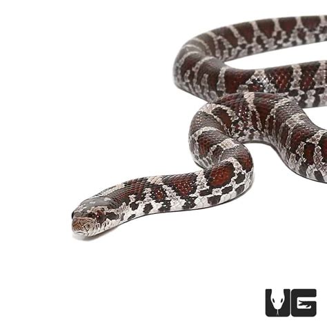 Milksnakes For Sale - Underground Reptiles