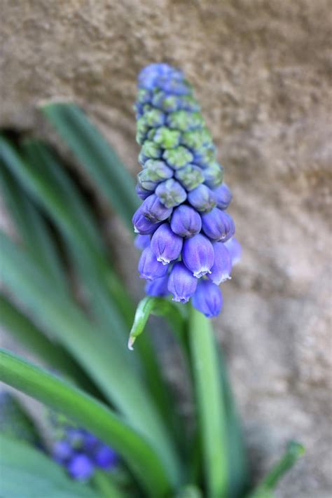 Purple Grape Hyacinth,Muscari With Stone Wall Background Photograph by Snezana Petrovic - Pixels