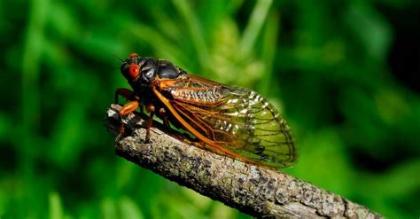 10 Incredible Cicada Facts - IMP WORLD