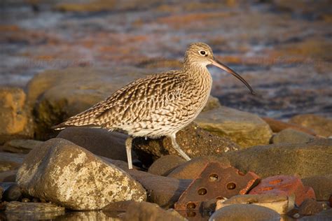 Eurasian Curlew Pictures and Photos - Photography - Bird | Wildlife | Nature - Christopher Taylor