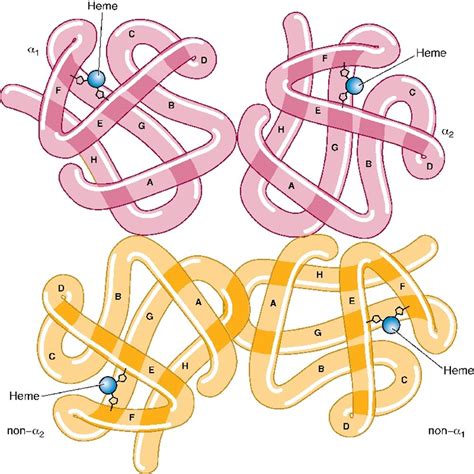 Hemoglobin S Structure