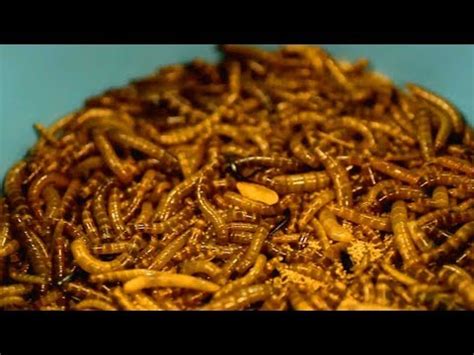 Mango Worms, Mango Worms & Mango Worms! - YouTube