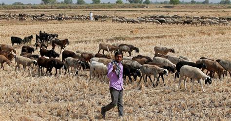 COP15: India’s pastoralists, with deep knowledge of ecosystems, have ...