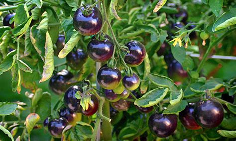 Growing Tomatoes and Berries in Containers – Black Gold