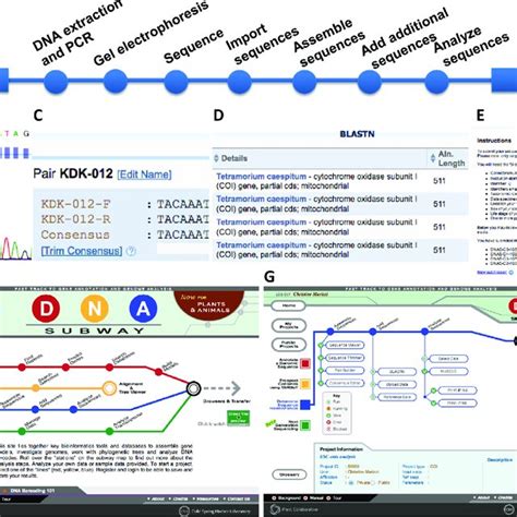 The DNA barcoding workflow. Biochemical protocols at the website DNA... | Download Scientific ...