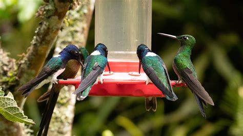 Think Twice Before Using Vaseline To Keep Ants Out Of Your Hummingbird ...