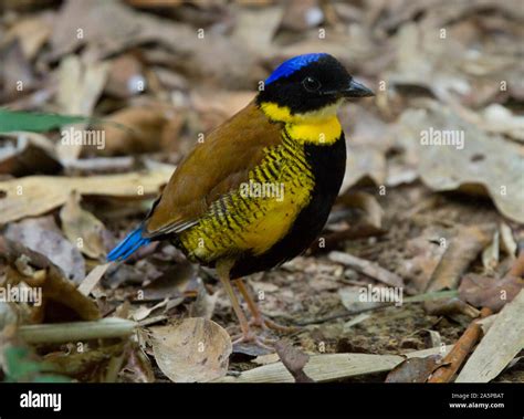 GURNEY'S PITTA (Pitta gurneyi) male on forest floor, Khao Nor Chuchi ...