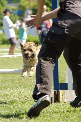 Methods to Train Cairn Terrier - Strategies and Techniques for Easy Training of Pets