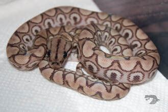 Rainbow Boa Morphs and Types - StarDust Scales