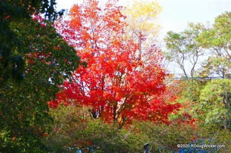 Fall Foliage Cruise — The Fall Colors of Bar Harbor | R. Doug Wicker ...