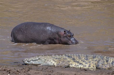 Who Wins in a Fight Between a Crocodile and Hippo